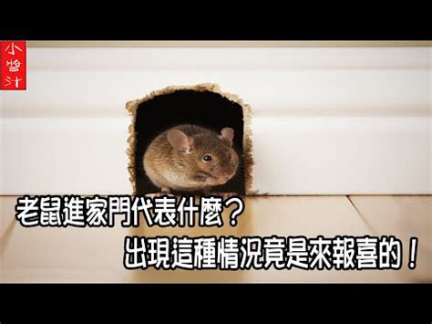 老鼠进屋代表什么 房間有小蜘蛛